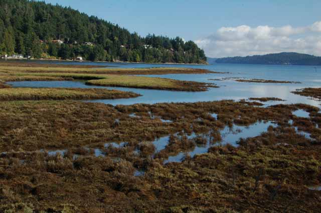 Hood Canal's Hamma Hamma River